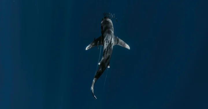 potret dari atas seekor hiu yang berenang berdampingan dengan kawanan ikan kecil