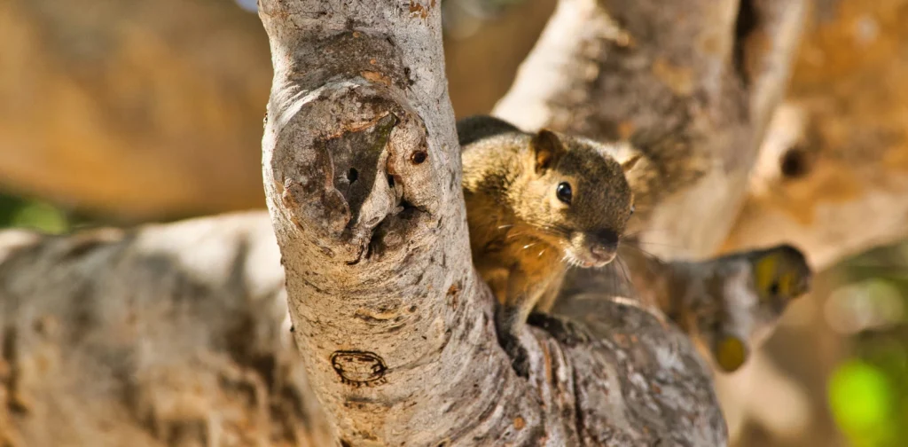 seekor tupai berwarna coklat bersembunyi di ranting pohon