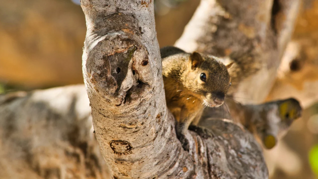 seekor tupai berwarna coklat bersembunyi di ranting pohon