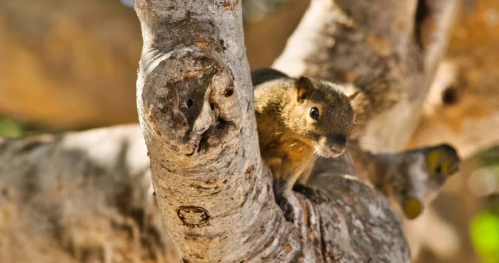 seekor tupai berwarna coklat bersembunyi di ranting pohon