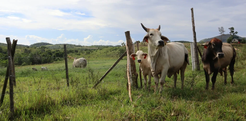tiga ekor sapi berdiri di atas rerumputan di luar pagar berduri dengan latar bukit dan padang rumput luas.