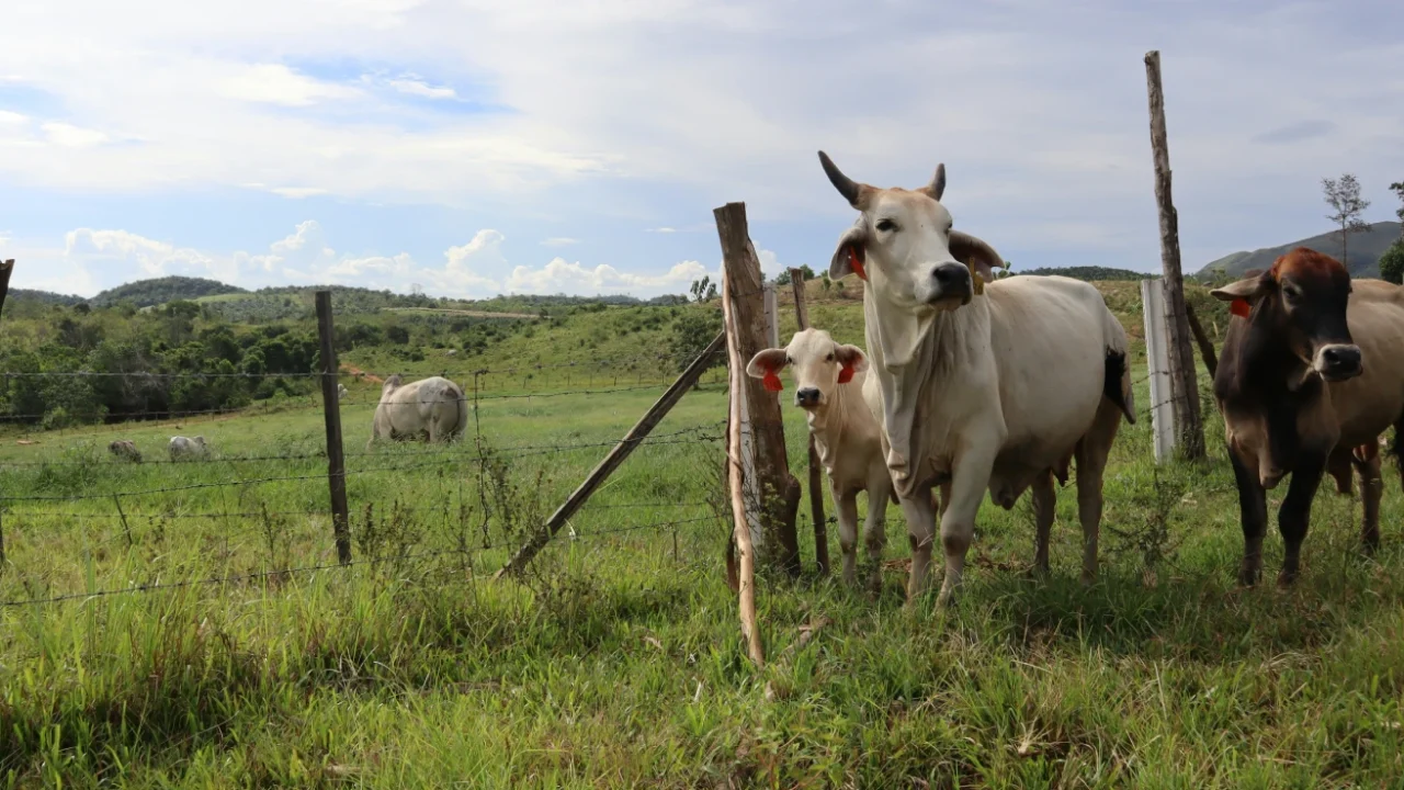tiga ekor sapi berdiri di atas rerumputan di luar pagar berduri dengan latar bukit dan padang rumput luas.