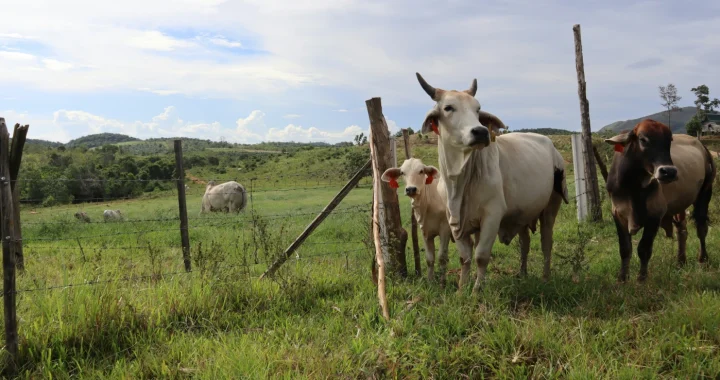 tiga ekor sapi berdiri di atas rerumputan di luar pagar berduri dengan latar bukit dan padang rumput luas.