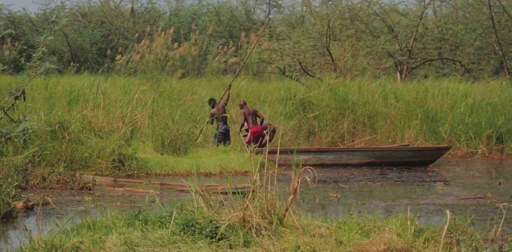 Dua pria di dalam perahu kayu kecil menggunakan galah panjang untuk mendayung melewati sungai dangkal berumput di Cekungan Kongo, dikelilingi oleh alang-alang dan semak-semak hijau yang lebat.