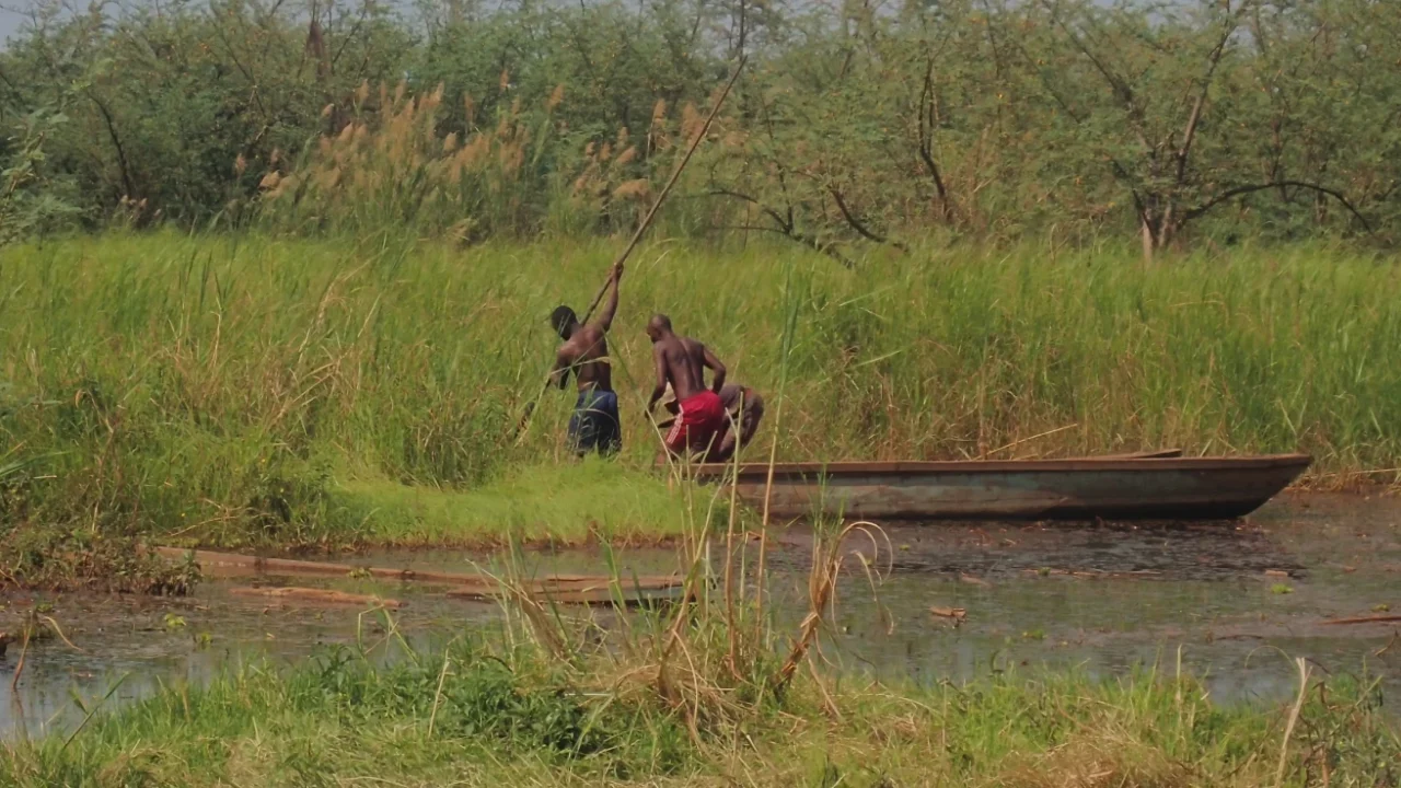Dua pria di dalam perahu kayu kecil menggunakan galah panjang untuk mendayung melewati sungai dangkal berumput di Cekungan Kongo, dikelilingi oleh alang-alang dan semak-semak hijau yang lebat.