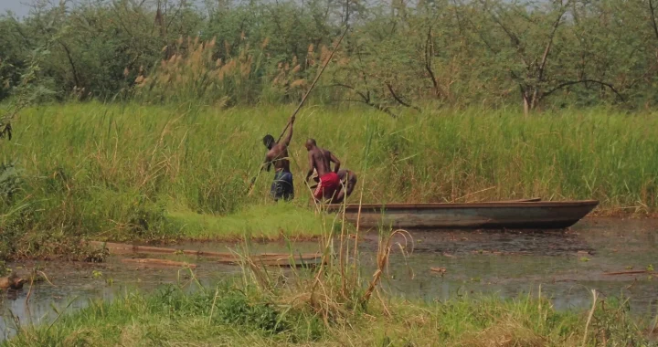 Dua pria di dalam perahu kayu kecil menggunakan galah panjang untuk mendayung melewati sungai dangkal berumput di Cekungan Kongo, dikelilingi oleh alang-alang dan semak-semak hijau yang lebat.