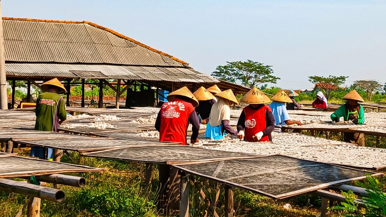 beberapa orang dengan penutup kepala bundar sedang menjemur ikan di atas wadah terbuka