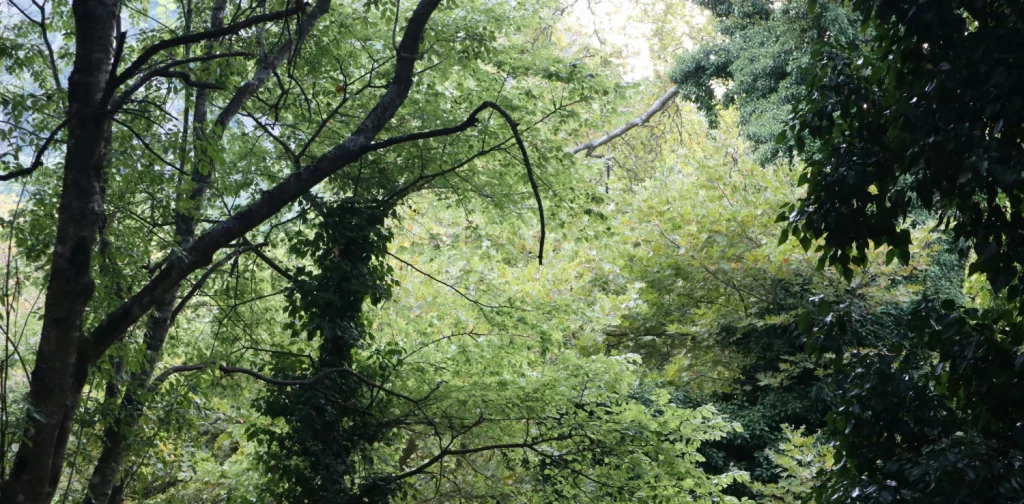 pepohonan padat di dalam hutan