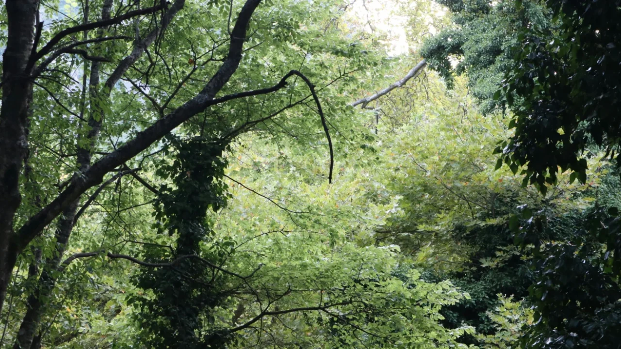 pepohonan padat di dalam hutan