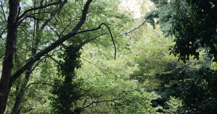 pepohonan padat di dalam hutan