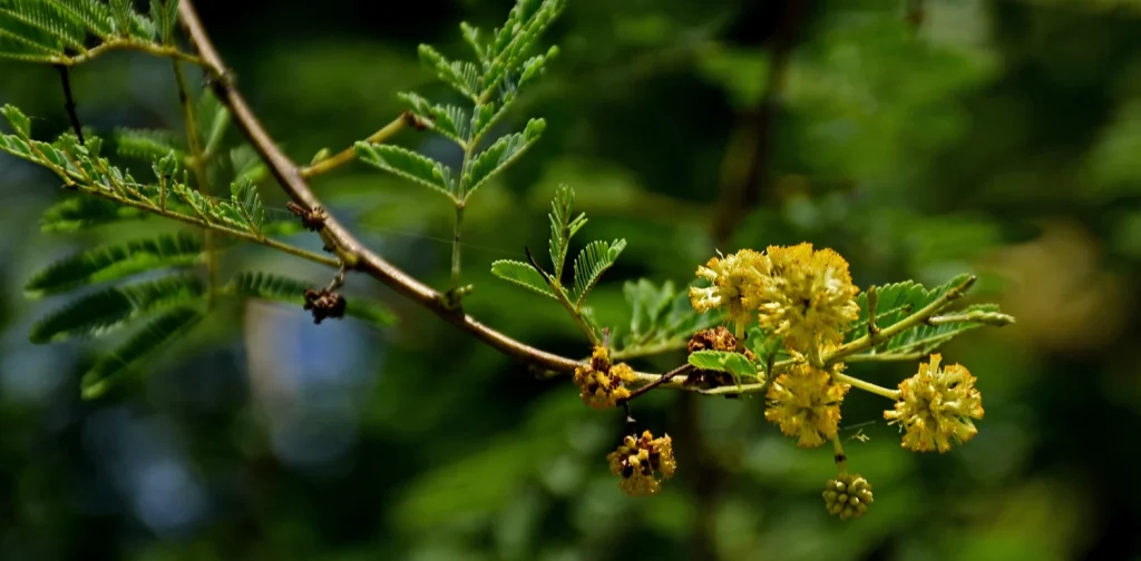 tanaman berduri dengan bunga berwarna kuning