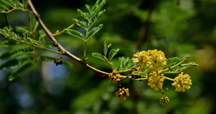 tanaman berduri dengan bunga berwarna kuning