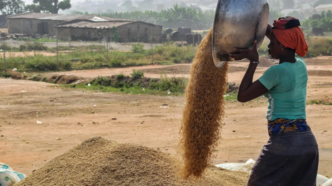 Seorang perempuan menuangkan gabah dari baskom logam besar ke atas tumpukan gabah hasil panen di ruangan terbuka, dengan latar pemandangan pedesaan dan rumah-rumah penduduk