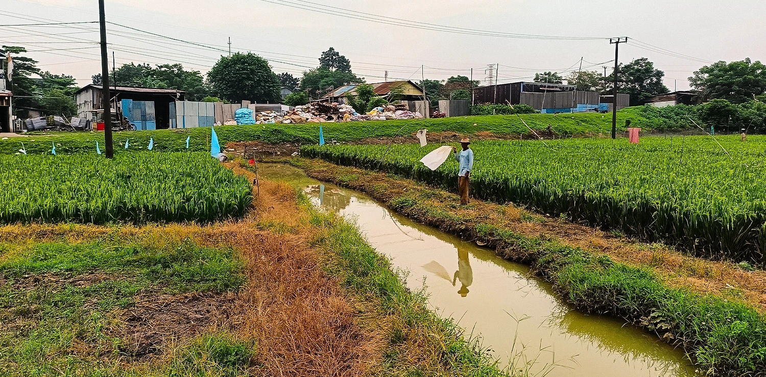 seorang pria berdiri di dekat hamparan sawah padi