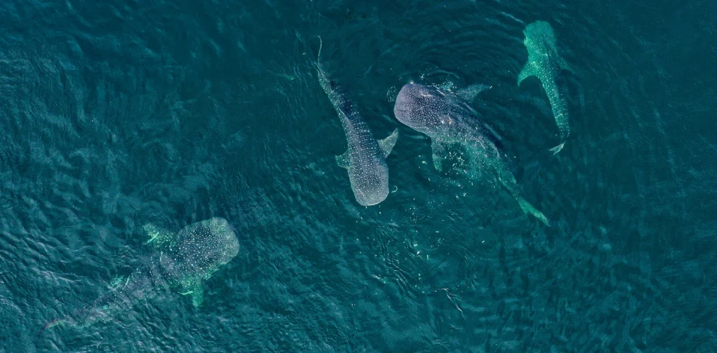 empat individu hiu paus berenang di perairan dalam