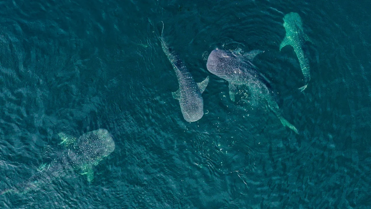 empat individu hiu paus berenang di perairan dalam
