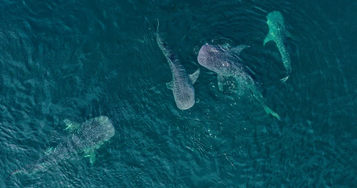 empat individu hiu paus berenang di perairan dalam