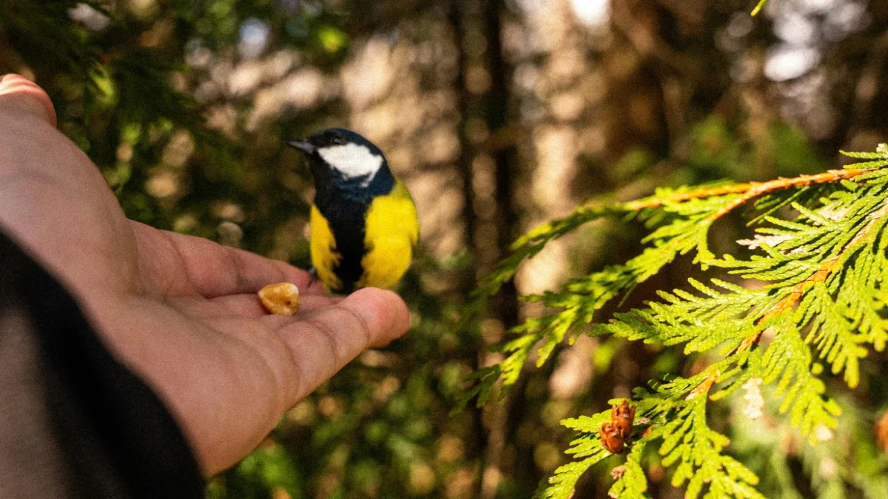 a small bird perched on a person’s hand