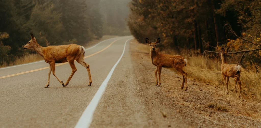 tiga rusa menyeberangi jalan