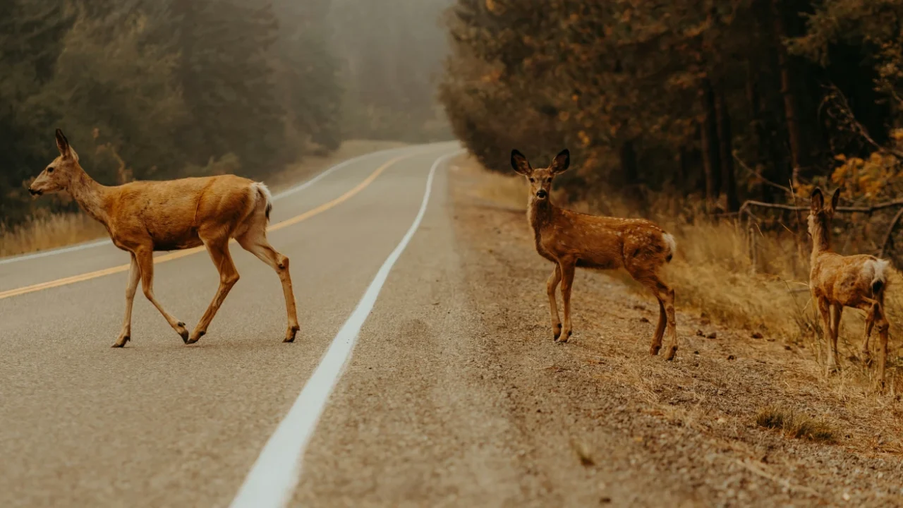 tiga rusa menyeberangi jalan