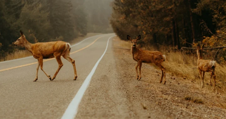 tiga rusa menyeberangi jalan