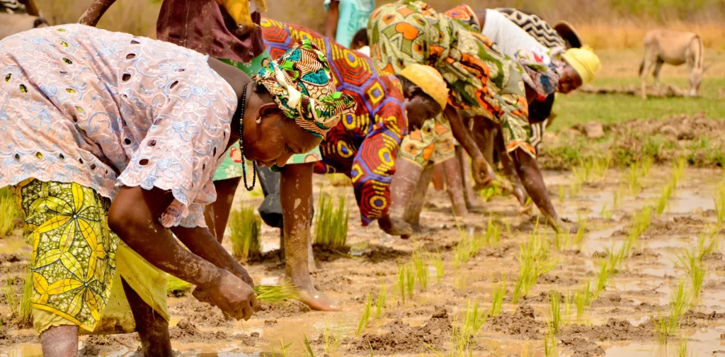 Beberapa perempuan dengan pakaian bermotif cerah membungkuk di sawah berlumpur, menanam bibit padi dengan tangan.