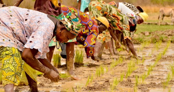 Beberapa perempuan dengan pakaian bermotif cerah membungkuk di sawah berlumpur, menanam bibit padi dengan tangan.