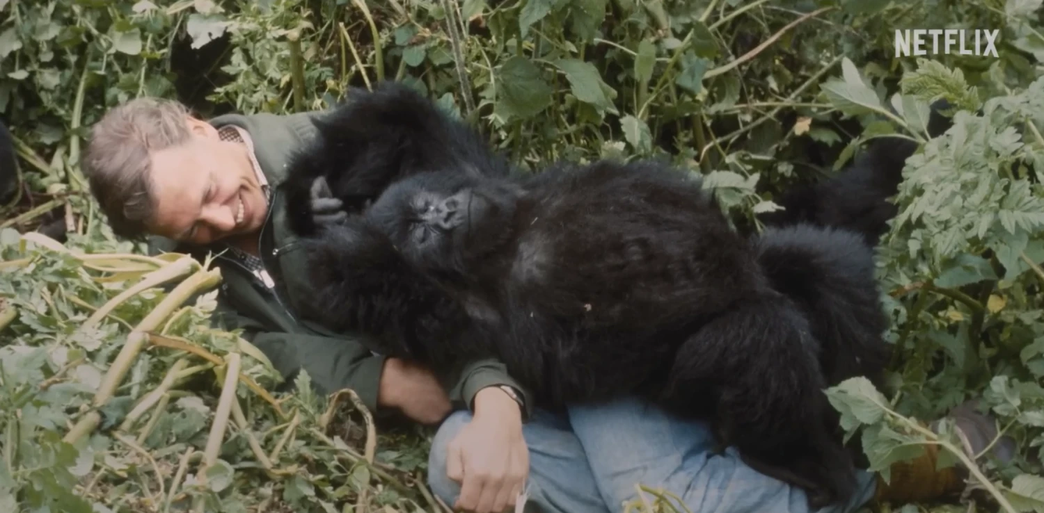 Sir David Attenborough berbaring di tanah sambil tersenyum, dengan seekor gorila gunung muda berbaring di atas tubuhnya di tengah semak-semak hijau lebat. Logo Netflix tampak di sudut kanan atas.