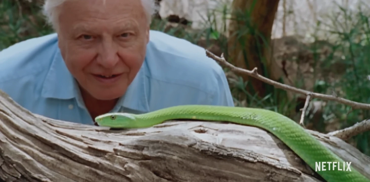 Sir David Attenborough mendekatkan wajahnya ke seekor ular hijau yang melingkar di atas batang kayu, dengan ekspresi penasaran dan takjub. Latar belakang berupa pepohonan yang buram.