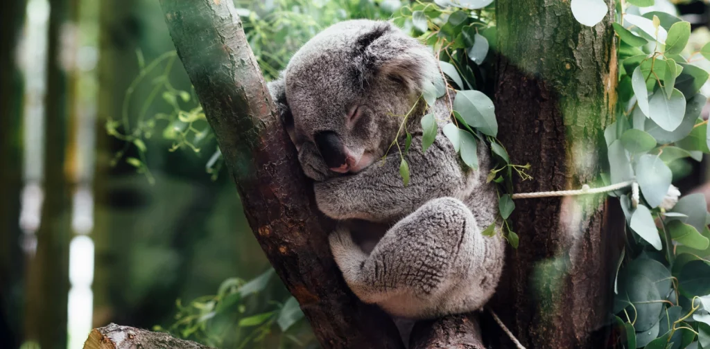 Seekor koala yang sedang tidur meringkuk di percabangan pohon, dikelilingi dedaunan eucalyptus di tengah hutan