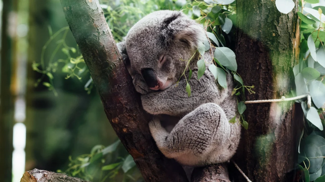 Seekor koala yang sedang tidur meringkuk di percabangan pohon, dikelilingi dedaunan eucalyptus di tengah hutan