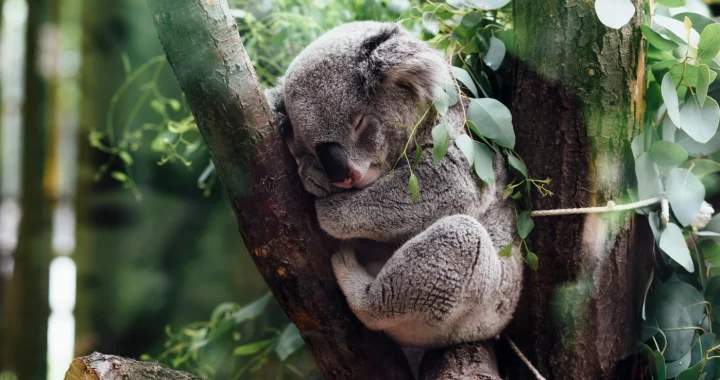 Seekor koala yang sedang tidur meringkuk di percabangan pohon, dikelilingi dedaunan eucalyptus di tengah hutan