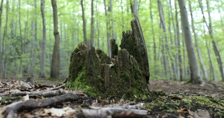 Tunggul pohon yang tertutup lumut di depan hutan lebat yang dipenuhi pepohonan hijau ramping.