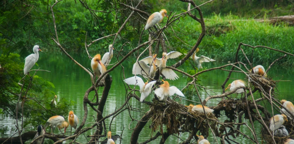 sekawanan burung putih berambut emas bertengger di ranting-ranting pohon yang kering di atas badan air berwarna hijau