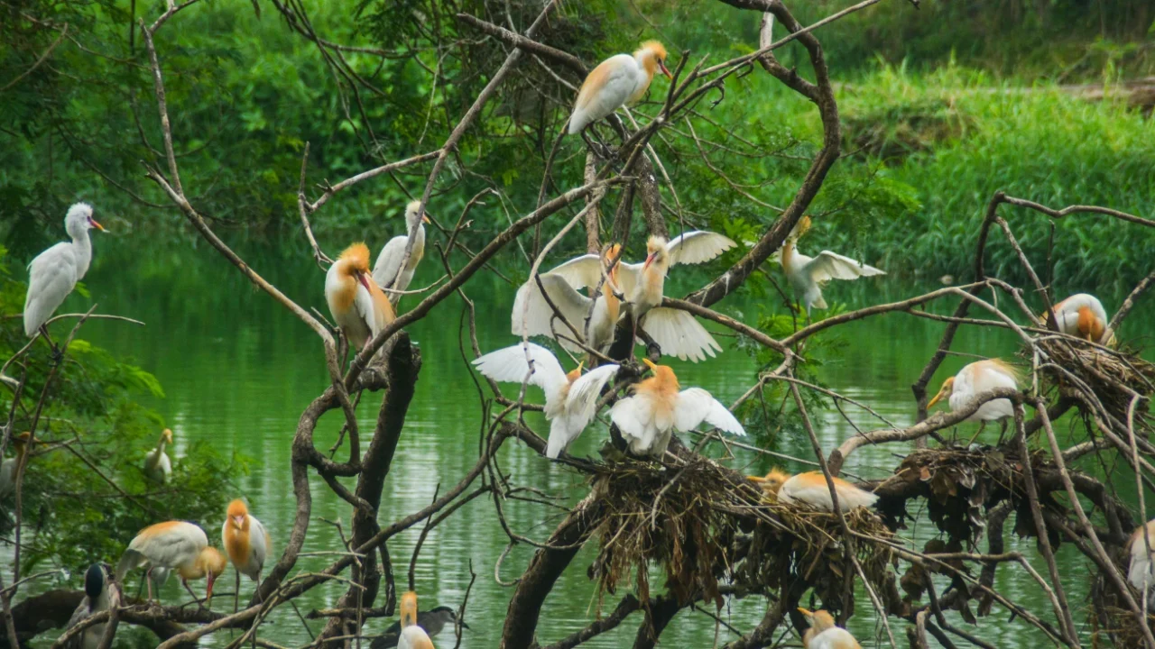 sekawanan burung putih berambut emas bertengger di ranting-ranting pohon yang kering di atas badan air berwarna hijau