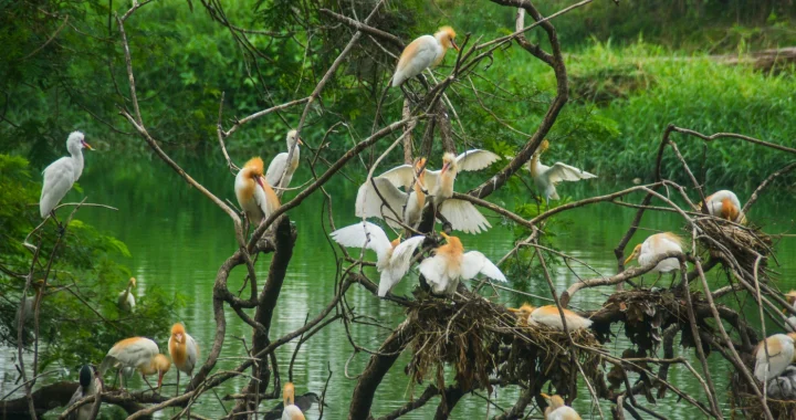 sekawanan burung putih berambut emas bertengger di ranting-ranting pohon yang kering di atas badan air berwarna hijau