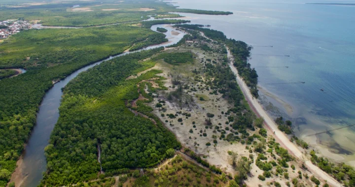 Pemandangan udara Teluk Gazi, Kenya, yang memperlihatkan hutan bakau membentang di sepanjang garis pantai tempat pertemuan dengan Samudra Hindia