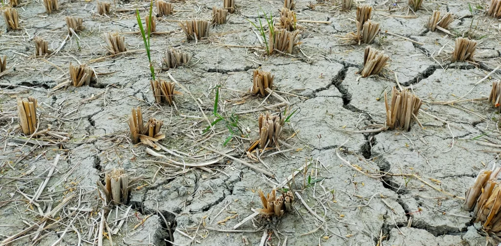 lahan sawah yang kering dengan tanah retak-retak dan tanaman yang mati
