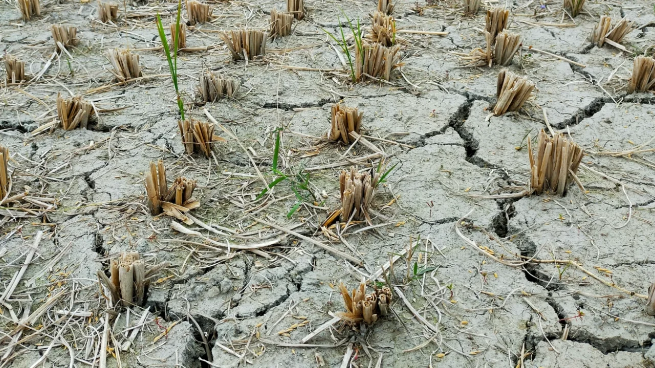lahan sawah yang kering dengan tanah retak-retak dan tanaman yang mati