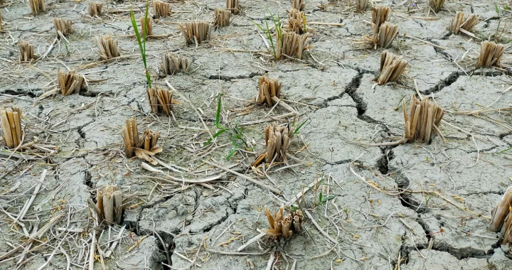 lahan sawah yang kering dengan tanah retak-retak dan tanaman yang mati